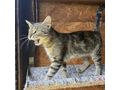 MEDY liebevolles Zuhause - Mischlingskatzen - Bild 3