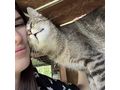 MEDY liebevolles Zuhause - Mischlingskatzen - Bild 4