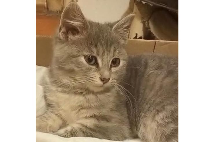 Fund Katze SISI Zuhause - Mischlingskatzen - Bild 1