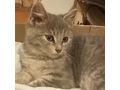 Fund Katze SISI Zuhause - Mischlingskatzen - Bild 1