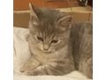 Fund Katze SISI Zuhause - Mischlingskatzen - Bild 2