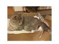 Fund Katze SISI Zuhause - Mischlingskatzen - Bild 3