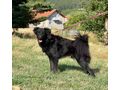 Selah NOTFALL �sterreich - Mischlingshunde - Bild 2