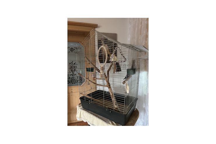 Nymphensittich P�rchen verschenken - Sittiche - Bild 1