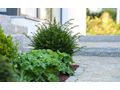 Gartengestaltung h�chstem Niveau - Gartendekoraktion - Bild 1