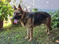 Rea DRINGEND Zuhause NOTFALL - Mischlingshunde - Bild 2