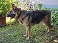 Rea DRINGEND Zuhause NOTFALL - Mischlingshunde - Bild 5