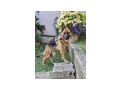 Rea DRINGEND Zuhause NOTFALL - Mischlingshunde - Bild 7