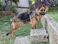 Rea DRINGEND Zuhause NOTFALL - Mischlingshunde - Bild 8