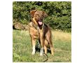 Pineapple w�nscht sportliche Menschen - Mischlingshunde - Bild 2