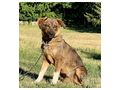 Pineapple w�nscht sportliche Menschen - Mischlingshunde - Bild 4