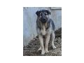 Aaron NOTFALL �sterreich - Mischlingshunde - Bild 2
