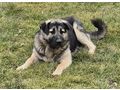 Aaron NOTFALL �sterreich - Mischlingshunde - Bild 3