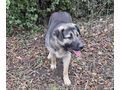 Aaron NOTFALL �sterreich - Mischlingshunde - Bild 4