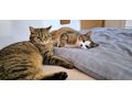 Katzen Hugo Emilia Zuhause - Mischlingskatzen - Bild 1