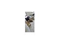 Katzen Hugo Emilia Zuhause - Mischlingskatzen - Bild 2