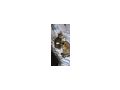 Katzen Hugo Emilia Zuhause - Mischlingskatzen - Bild 3