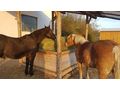 Einst�llpl�tze OFFENSTALL famili�r gef�hrti - Einstellpl�tze - Bild 5