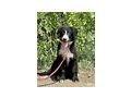 Tiggy Teil IHRER Familie - Mischlingshunde - Bild 1