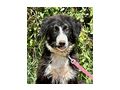 Tiggy Teil IHRER Familie - Mischlingshunde - Bild 2