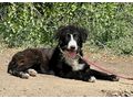 Tiggy Teil IHRER Familie - Mischlingshunde - Bild 3