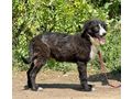 Tiggy Teil IHRER Familie - Mischlingshunde - Bild 4