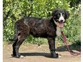 Tiggy Teil IHRER Familie - Mischlingshunde - Bild 5