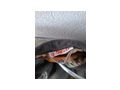 NVA Wintermantel Offiziere G52 - Kleidung & Schuhe - Bild 3