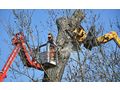 Professionelle Baumpflege Wien - Gartendekoraktion - Bild 2