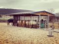 Pferdestall Au�enboxen Paddock - Einstellpl�tze - Bild 13