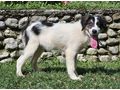 Frodo freut SEINE Familie - Mischlingshunde - Bild 2