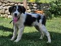 Frodo freut SEINE Familie - Mischlingshunde - Bild 6