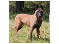 Otto aktive hundeerfahrene Menschen - Mischlingshunde - Bild 1