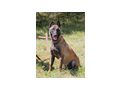 Otto aktive hundeerfahrene Menschen - Mischlingshunde - Bild 4