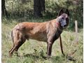 Otto aktive hundeerfahrene Menschen - Mischlingshunde - Bild 5