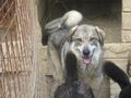 Naldo Nori Zuhause NOTFALL - Mischlingshunde - Bild 2