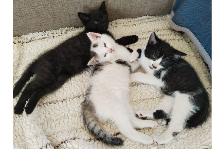 Katzen babys - Mischlingskatzen - Bild 1