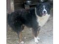 Gula wartet ZUHAUSE - Mischlingshunde - Bild 2
