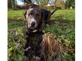 Mogli NOTFALL �sterreich - Mischlingshunde - Bild 1