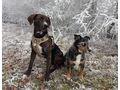 Mogli NOTFALL �sterreich - Mischlingshunde - Bild 7
