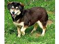 Lepi Lepa Zuhause NOTFALL - Mischlingshunde - Bild 2