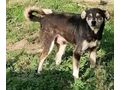 Lepi Lepa Zuhause NOTFALL - Mischlingshunde - Bild 12