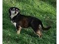 Lepi Lepa Zuhause NOTFALL - Mischlingshunde - Bild 3