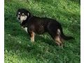 Lepi Lepa Zuhause NOTFALL - Mischlingshunde - Bild 4