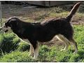 Lepi Lepa Zuhause NOTFALL - Mischlingshunde - Bild 5