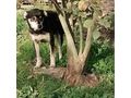 Lepi Lepa Zuhause NOTFALL - Mischlingshunde - Bild 8