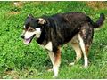 Lepi Lepa Zuhause NOTFALL - Mischlingshunde - Bild 9