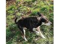 Lepi Lepa Zuhause NOTFALL - Mischlingshunde - Bild 10