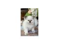 Heilige Birma Kitten vergeben - Rassekatzen - Bild 1