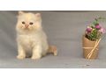 Heilige Birma Kitten vergeben - Rassekatzen - Bild 2